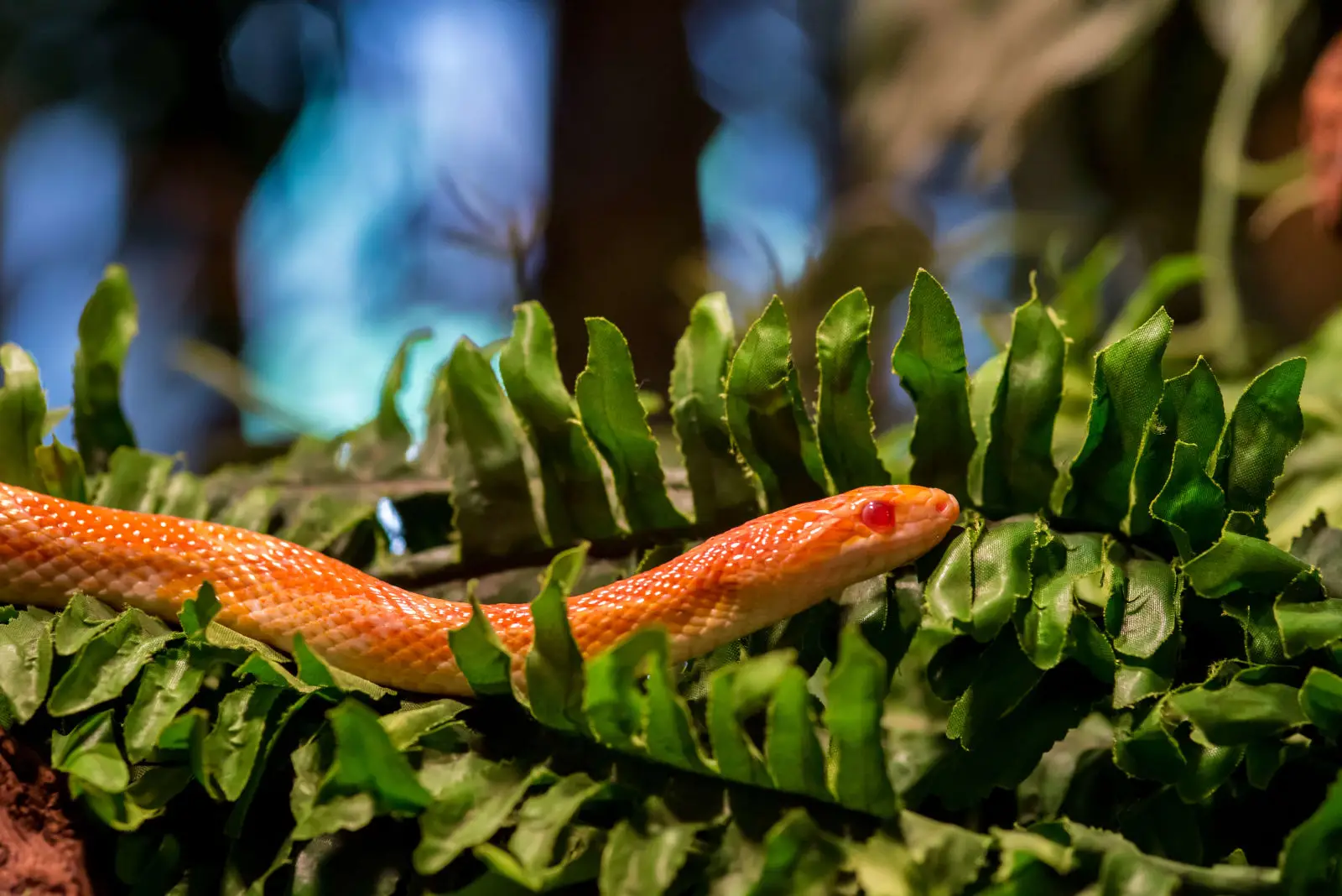 Corn-Snake 03