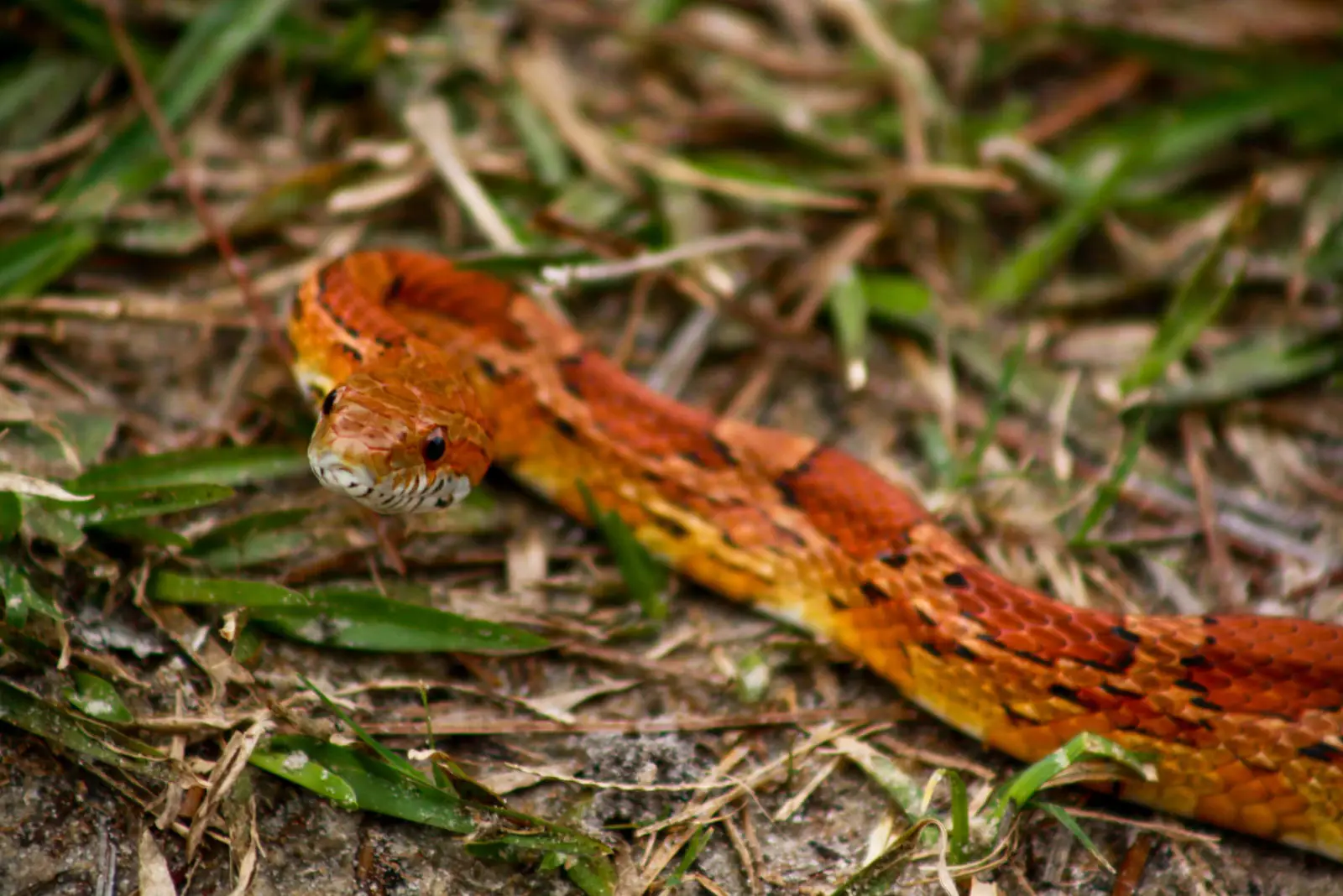 Corn-Snake 04