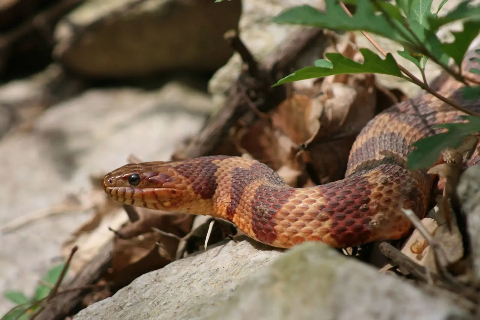 Corn-Snake 05