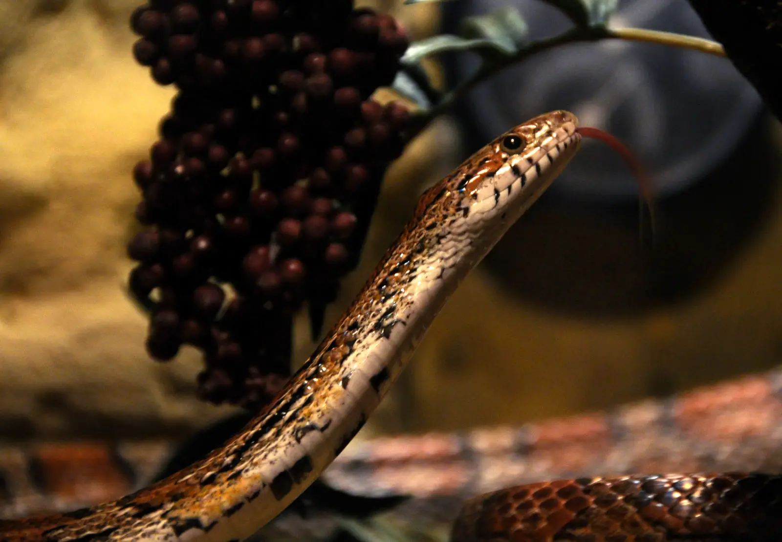 Corn-Snake 06