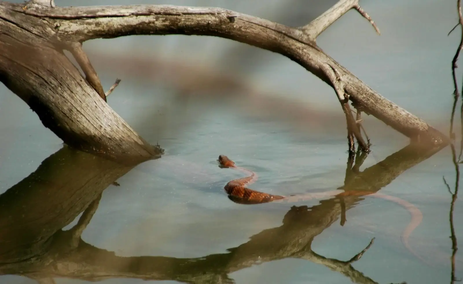 Corn-Snake 07