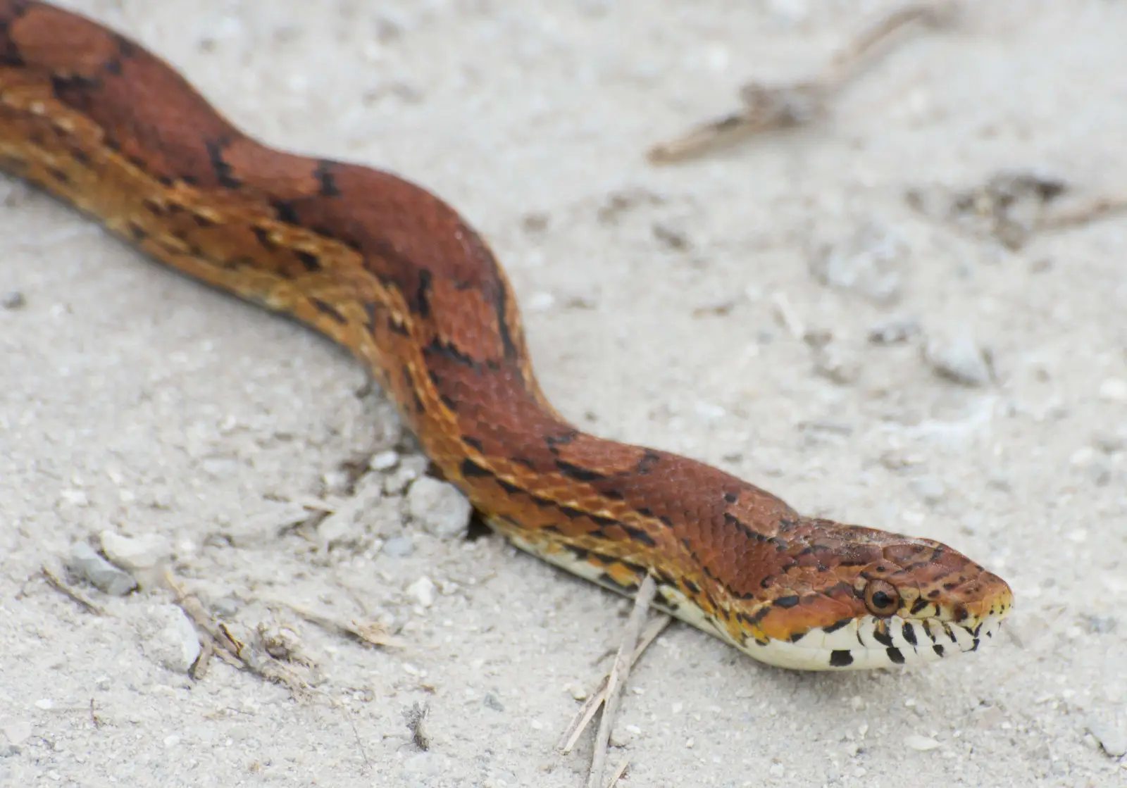 Corn-Snake 08