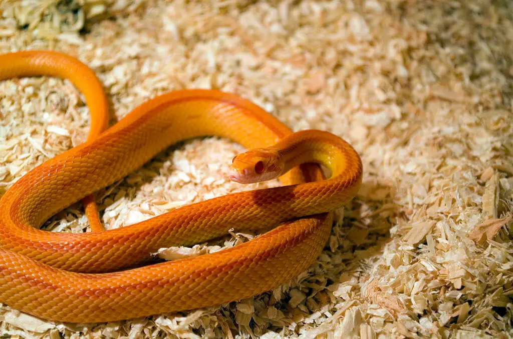 Corn-Snake 09