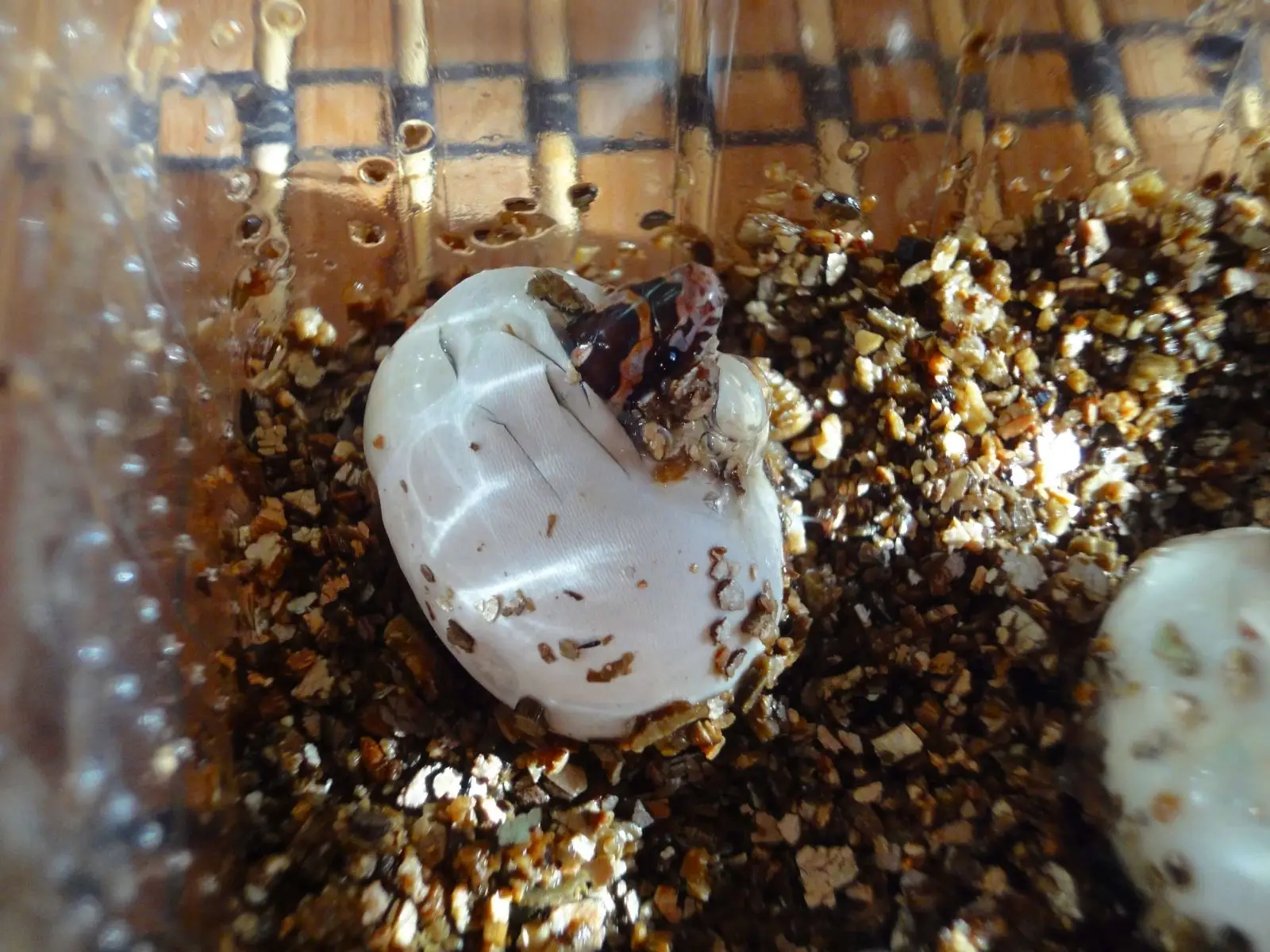 Corn-Snake 10