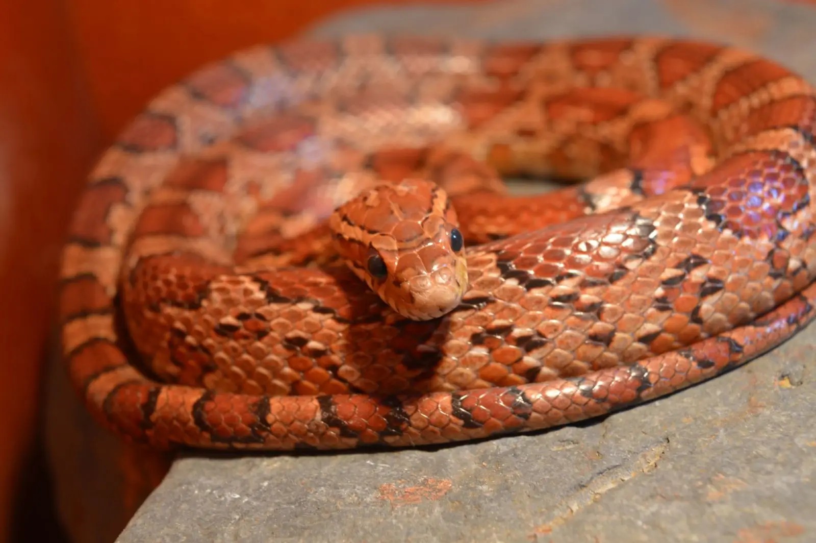 Corn-Snake 11