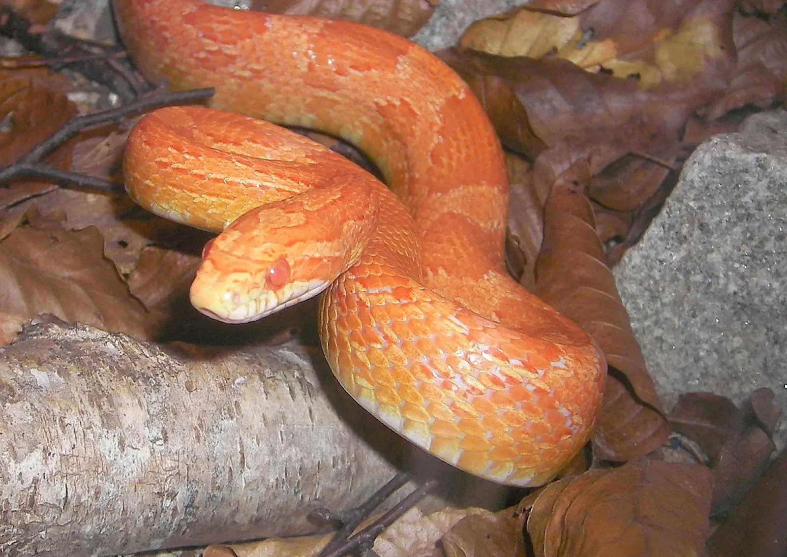 Corn-Snake 12