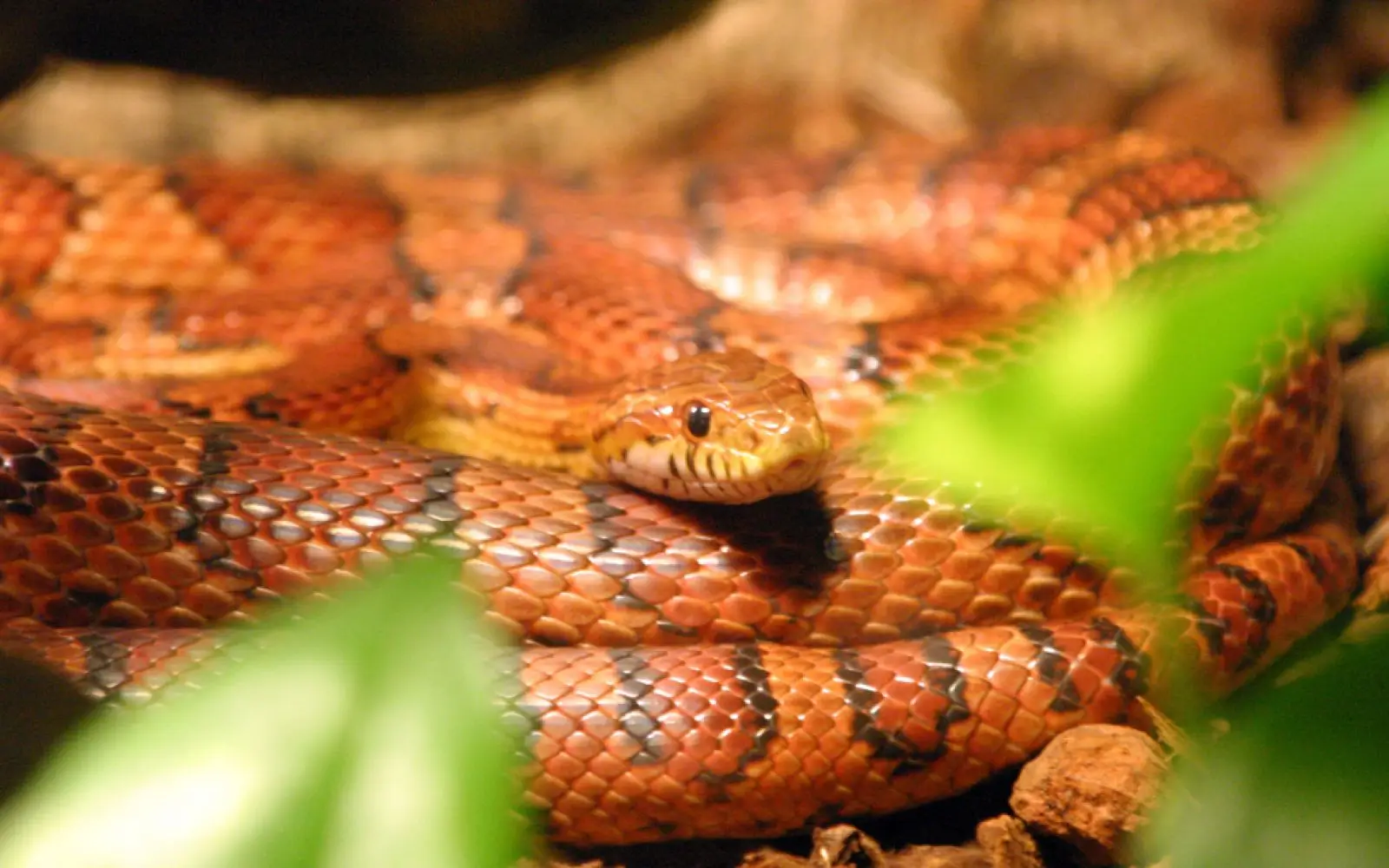 Corn-Snake 13