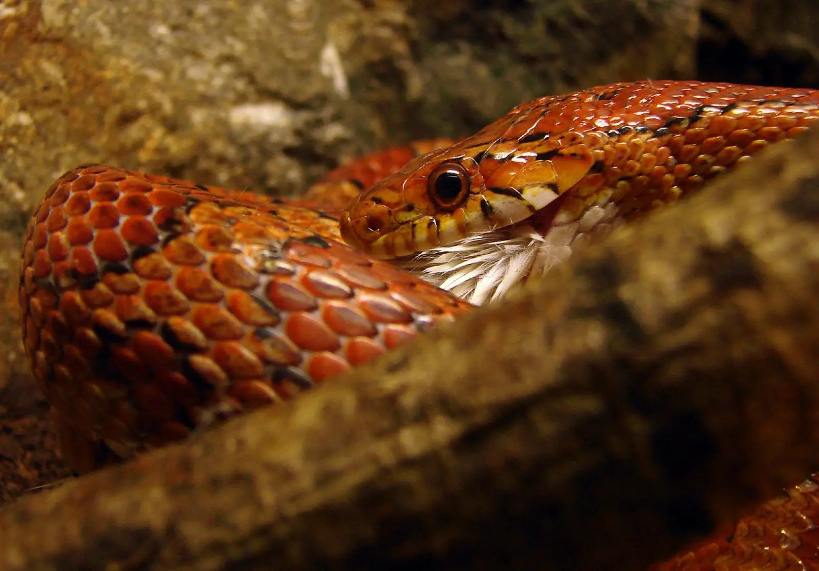 Corn-Snake 14