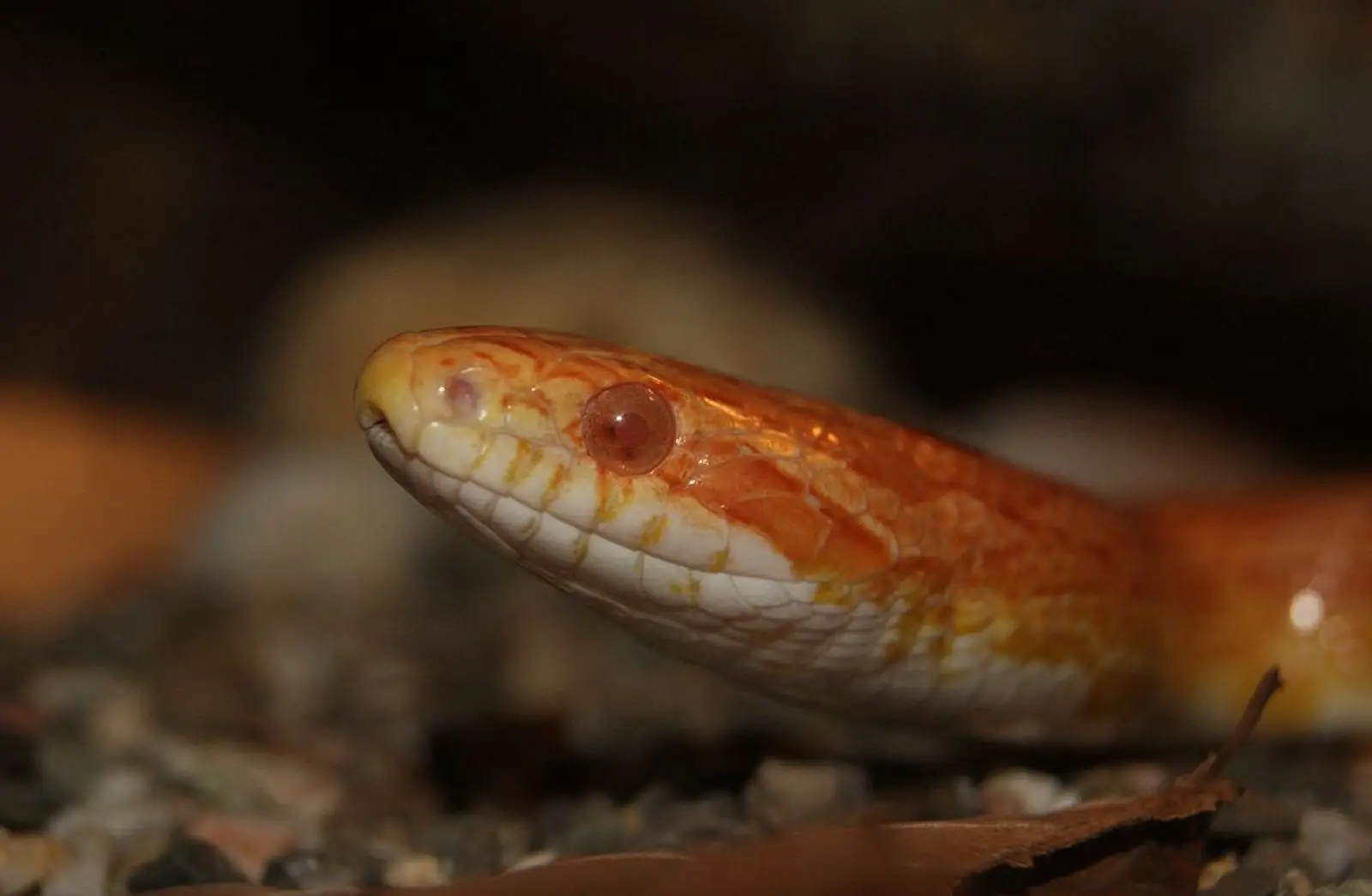 Corn-Snake 15