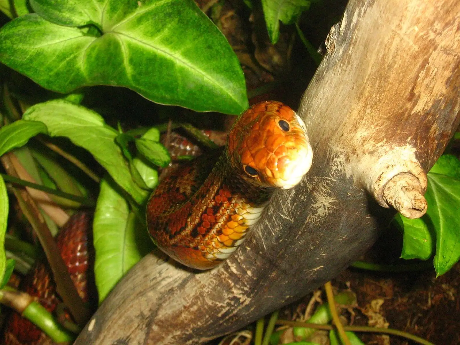 Corn-Snake 16