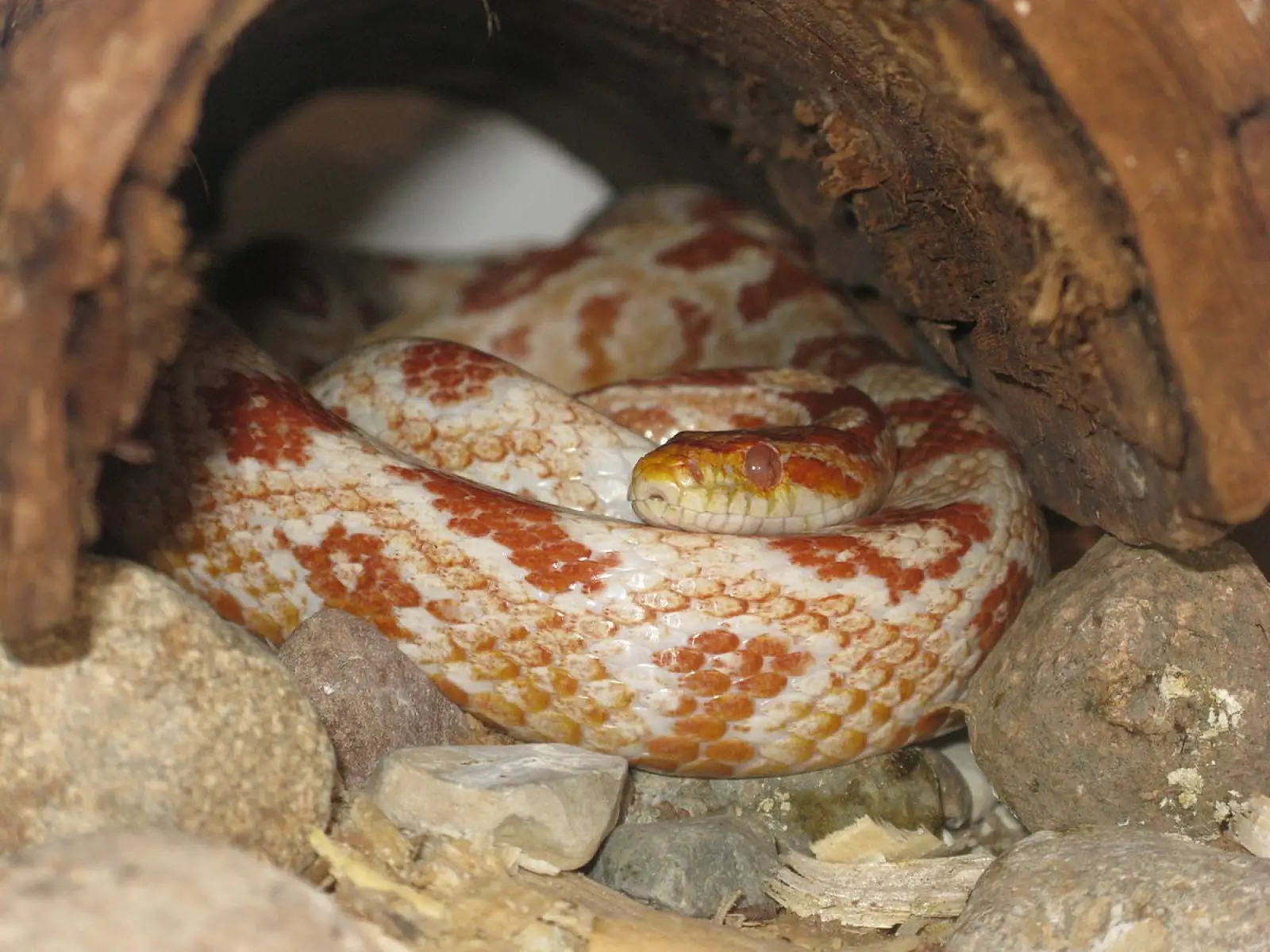 Corn-Snake 17