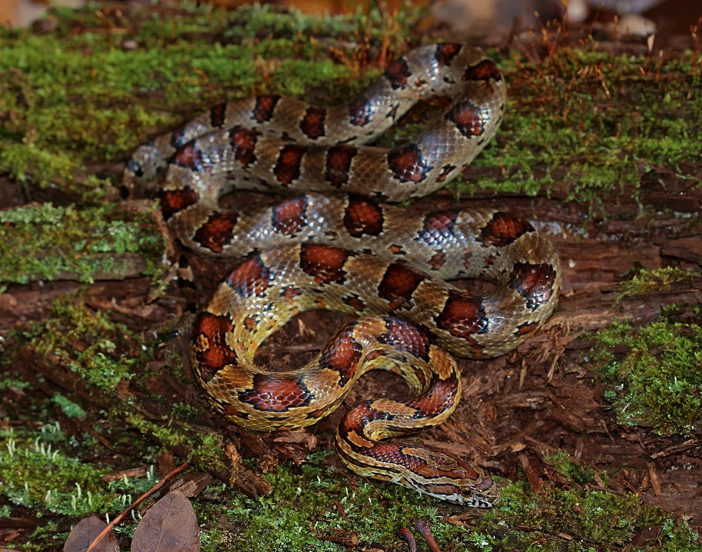 Corn-Snake 18