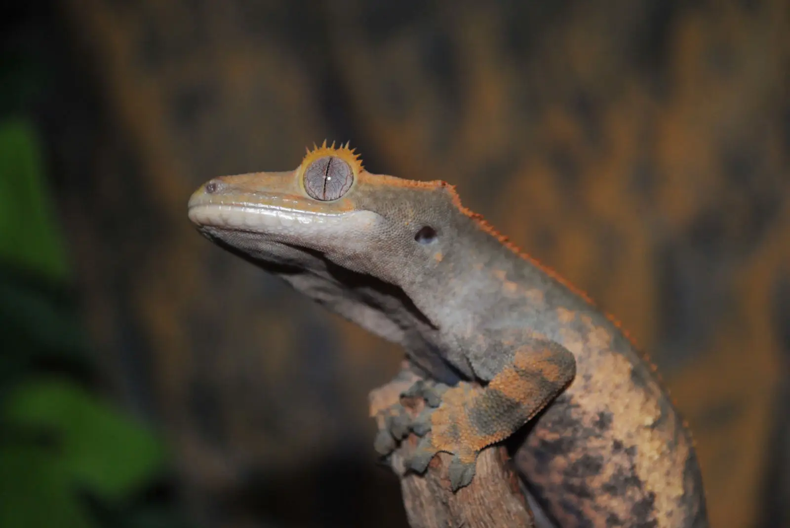Crested-Gecko 01