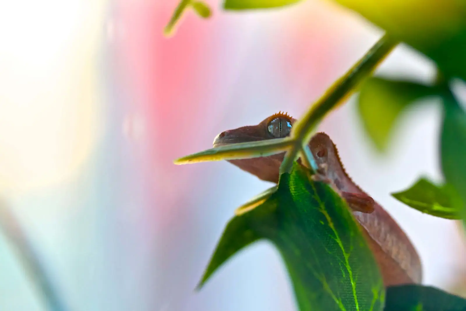 Crested-Gecko 02