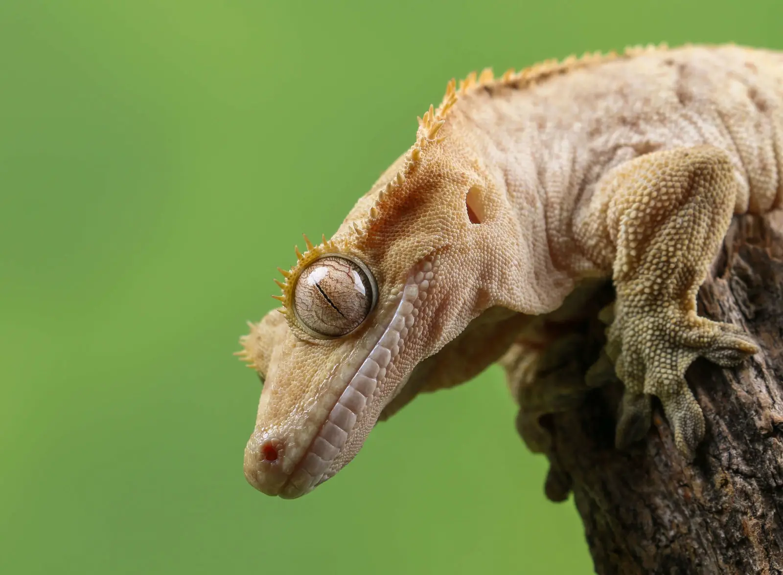 Crested-Gecko 03