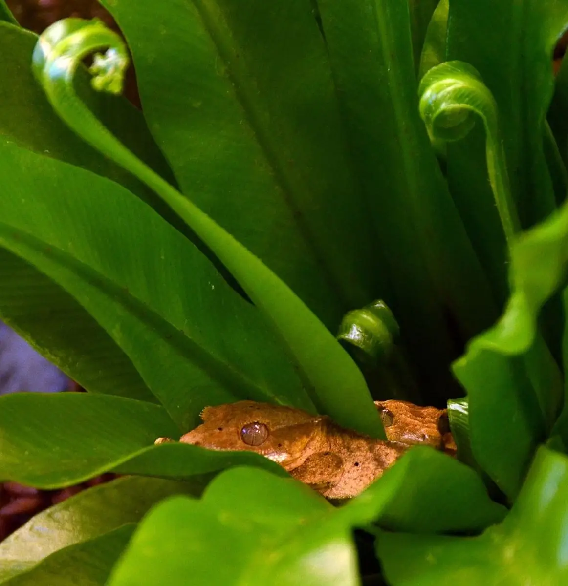 Crested-Gecko 04