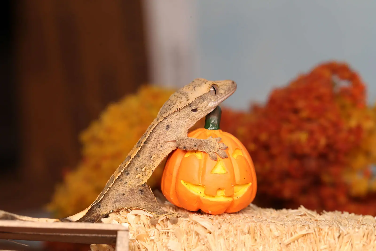Crested-Gecko 05