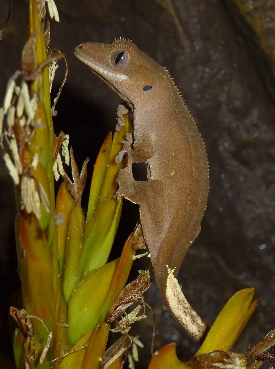 Crested-Gecko 06