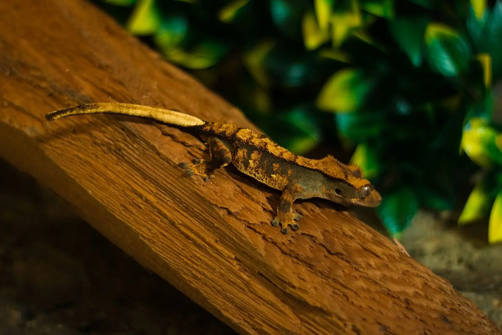 Crested-Gecko 07