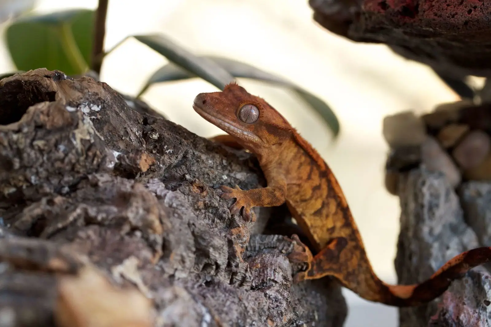 Crested-Gecko 08