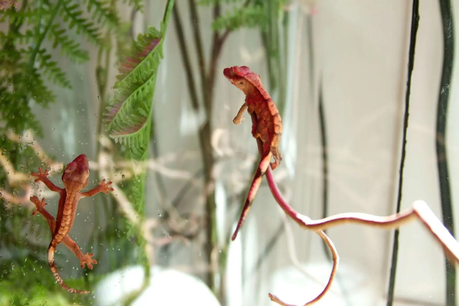 Crested-Gecko 09