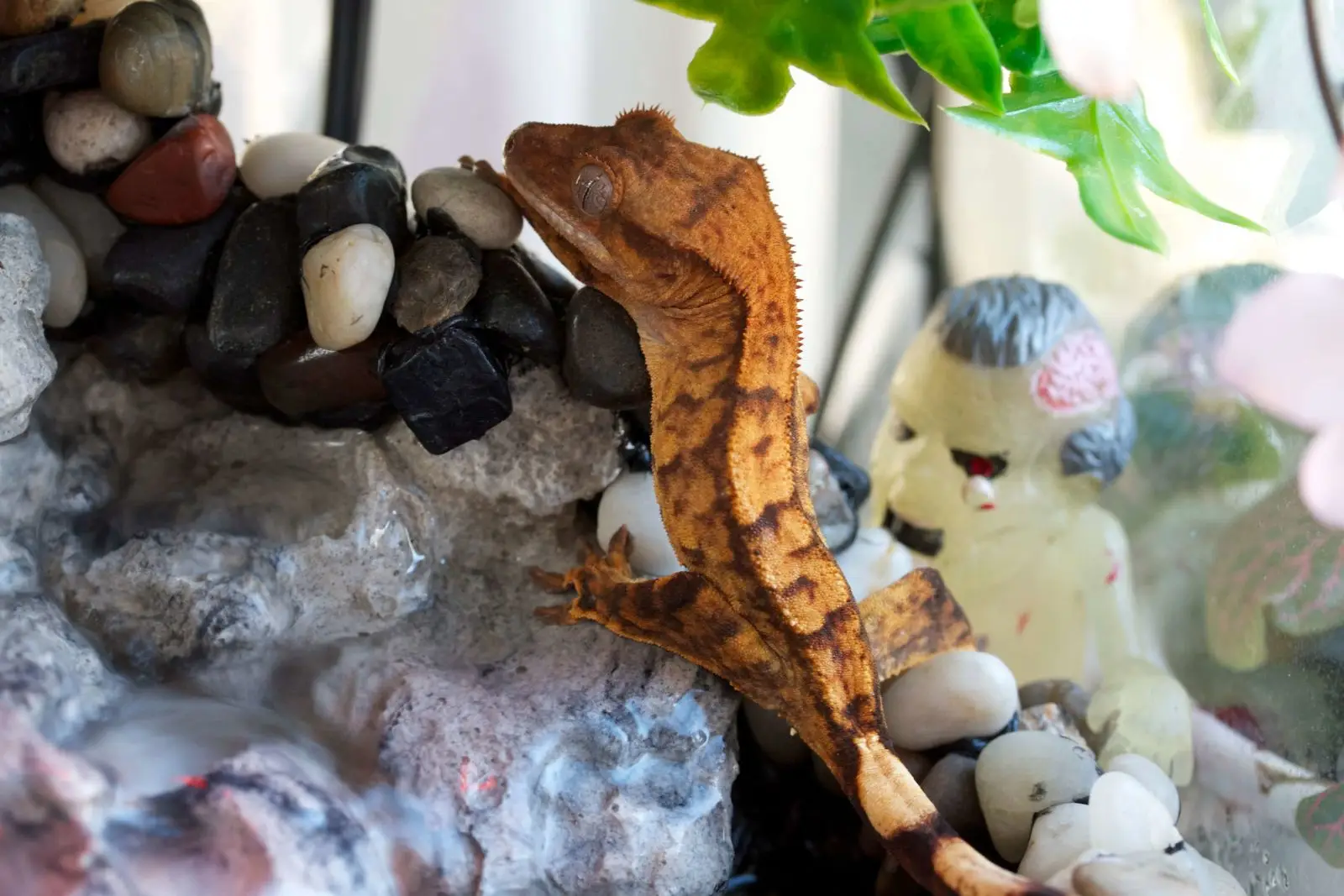 Crested-Gecko 10