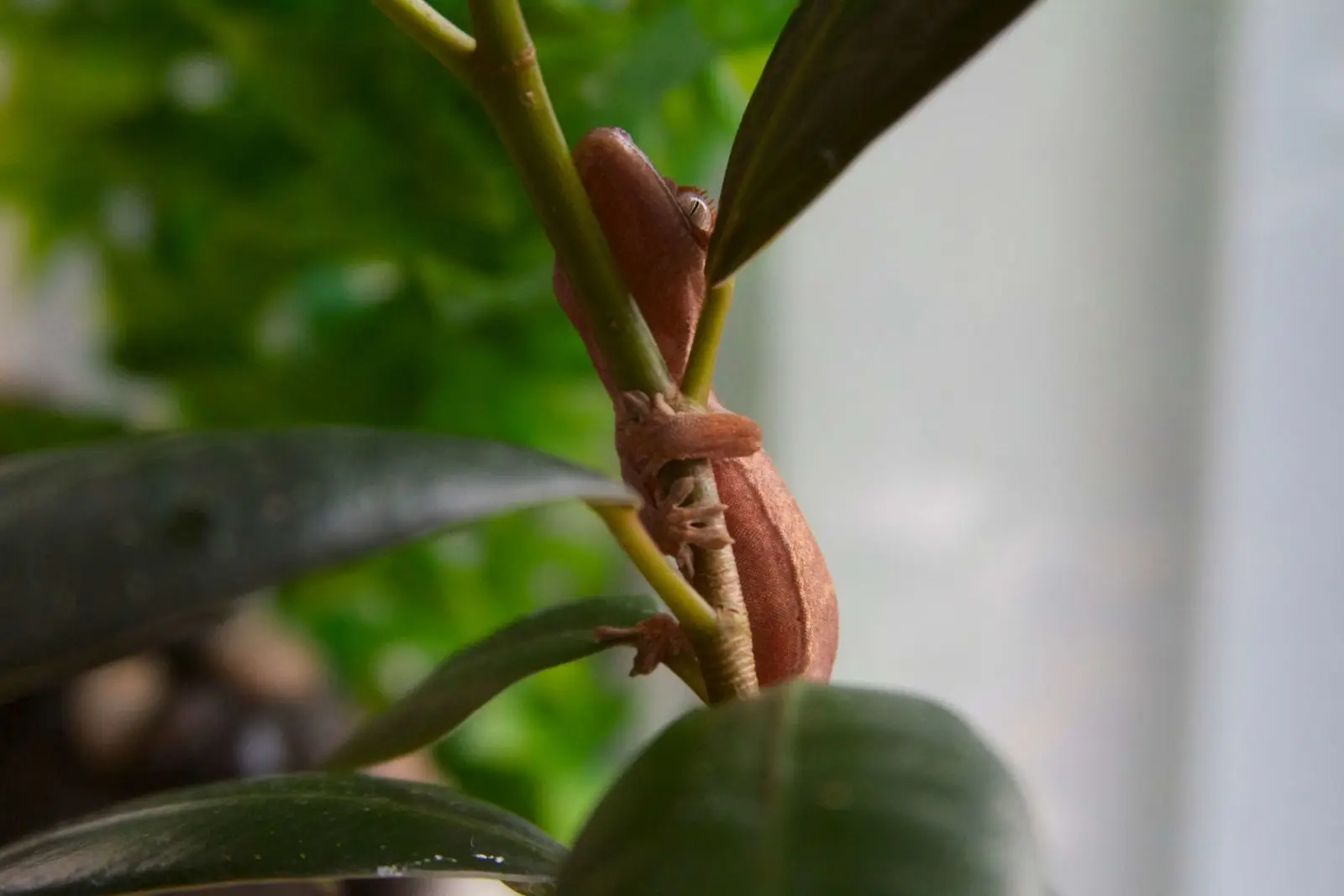 Crested-Gecko 11