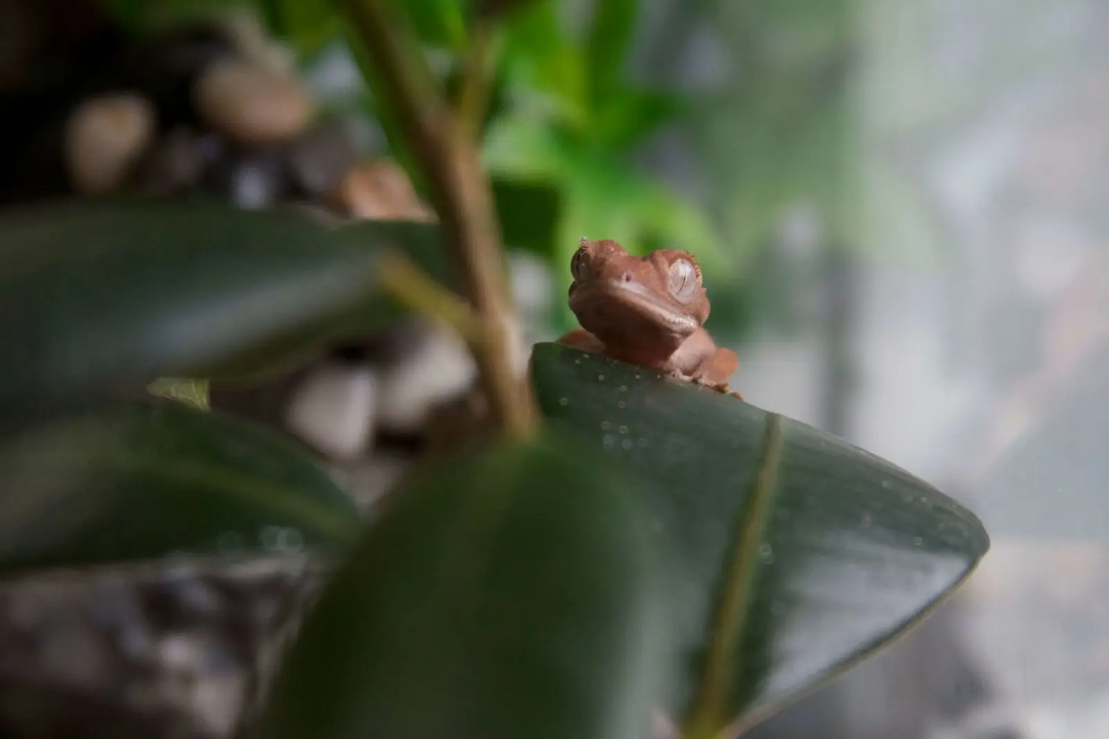 Crested-Gecko 12