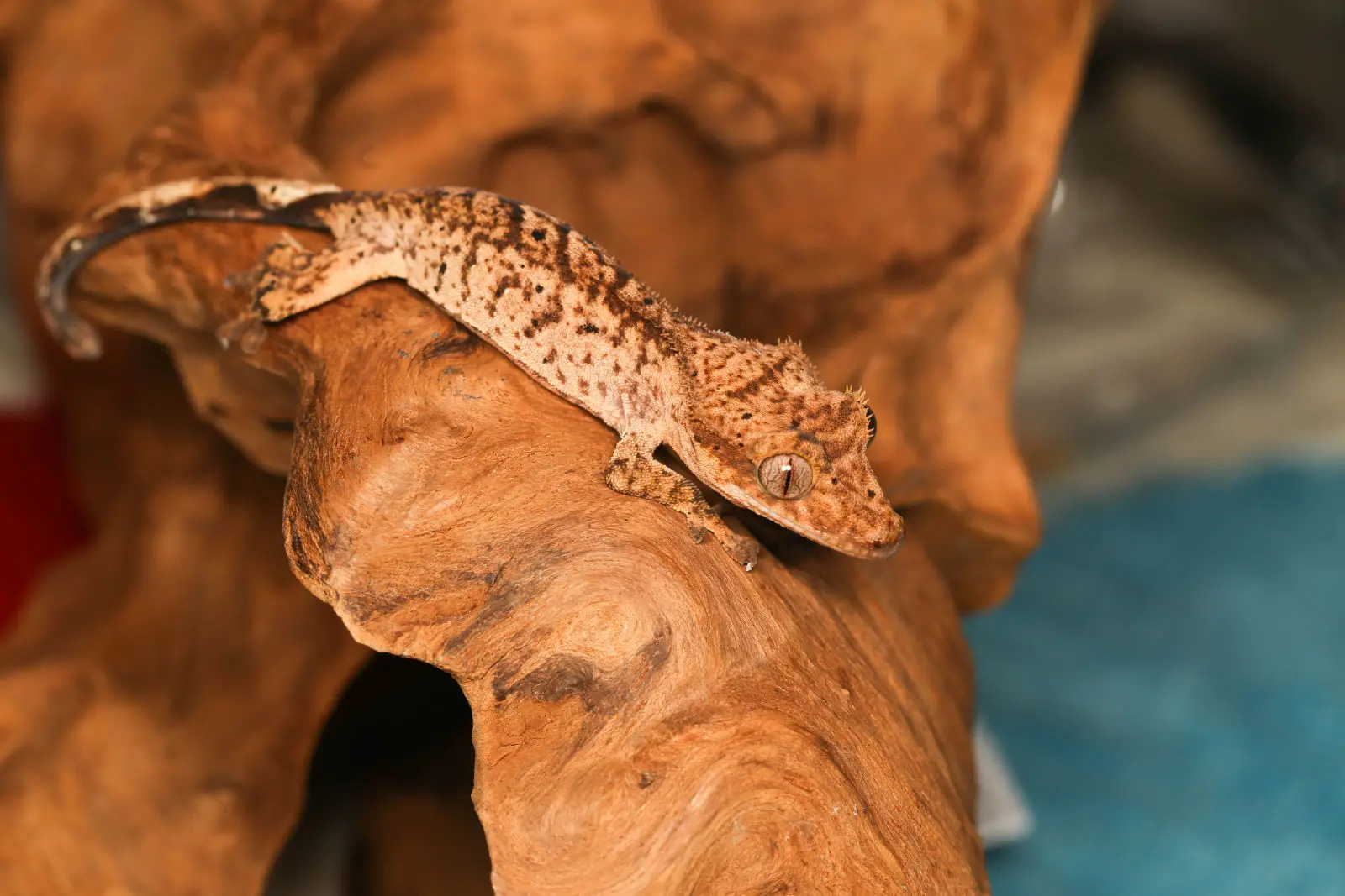 Crested-Gecko 13