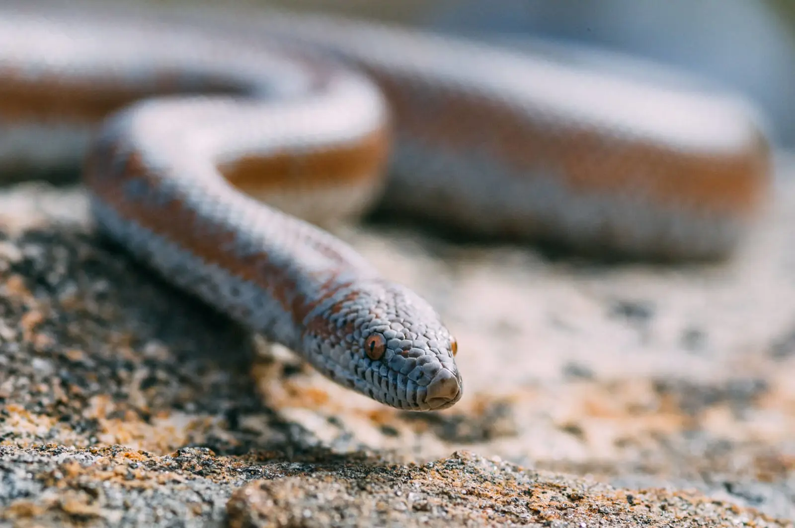 Boa rosé : un serpent de désert au tempérament d'or