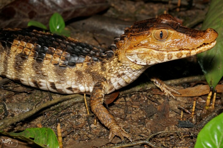 Dwarf-Caiman 01