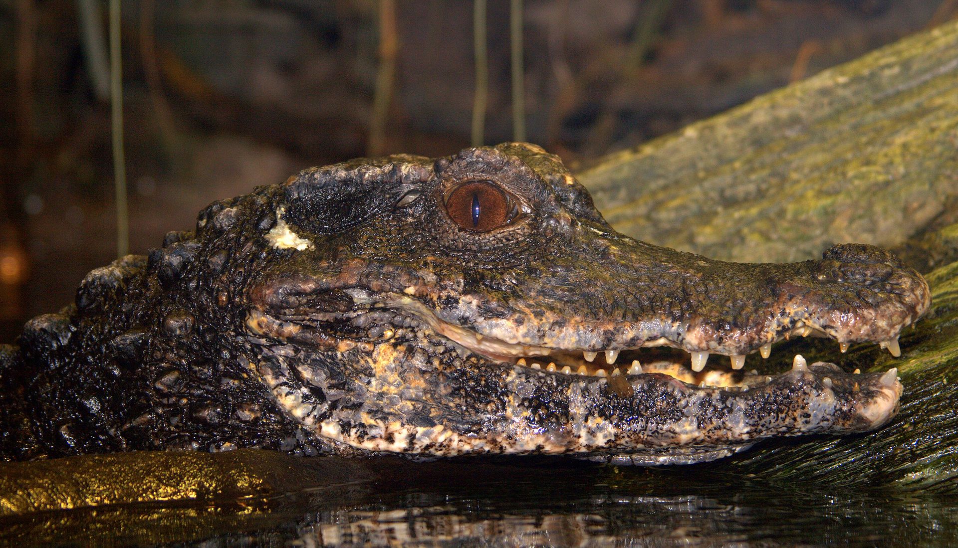 Dwarf-Caiman 02