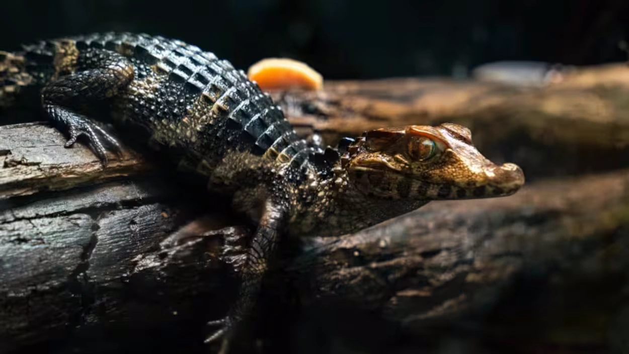 Dwarf-Caiman 03