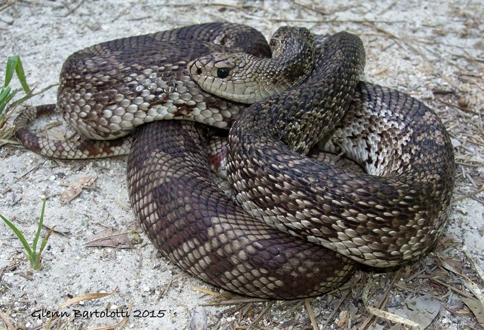 Serpent des pins