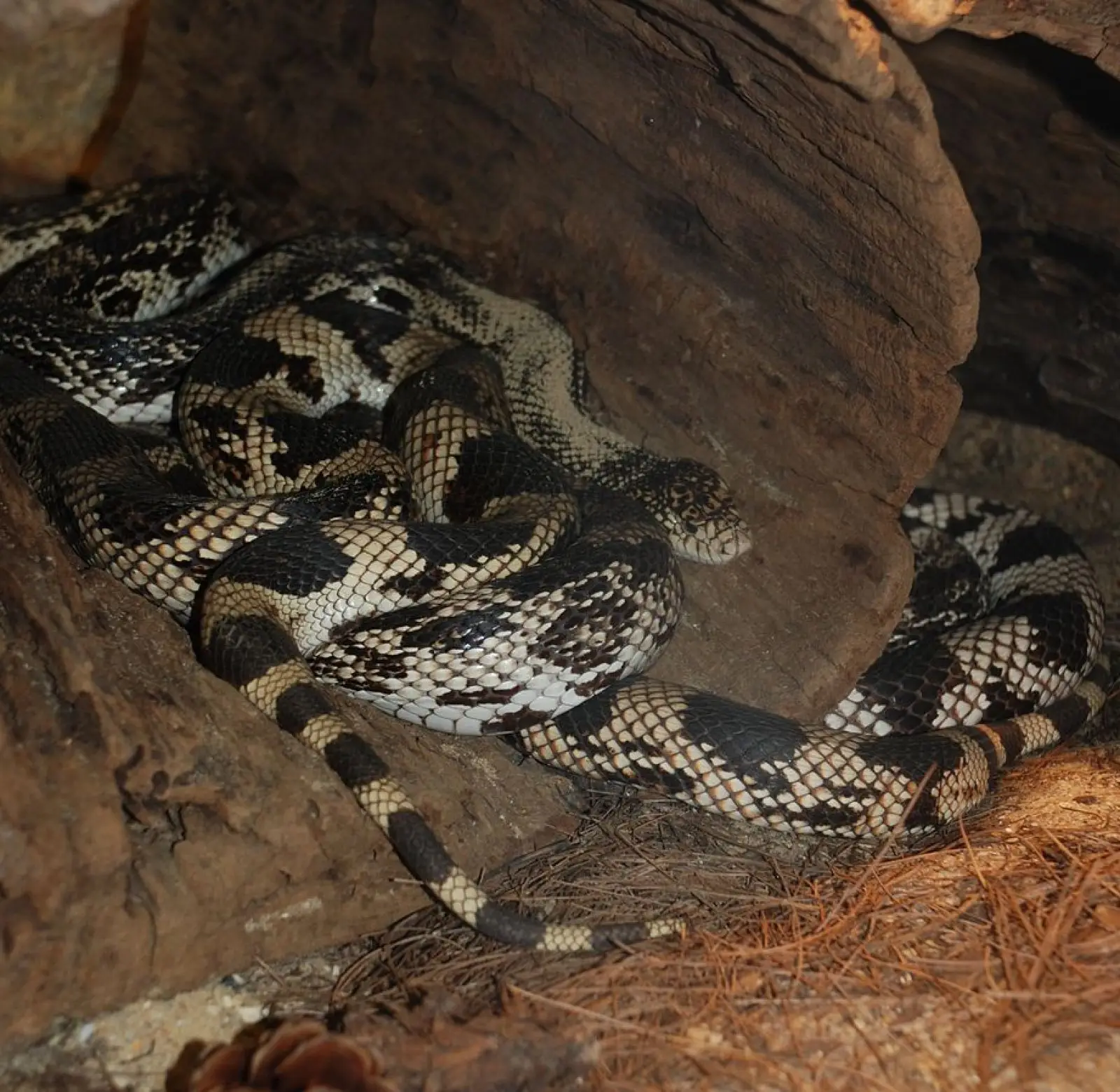 Serpent des pins