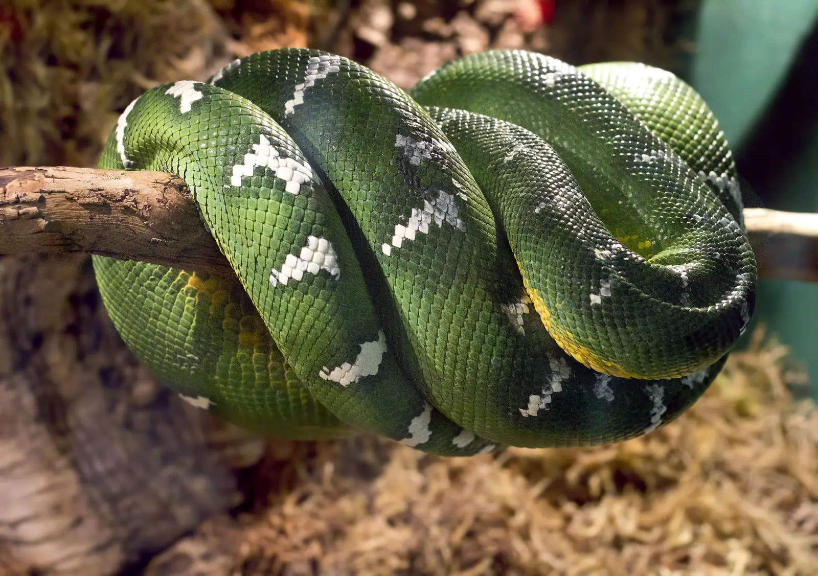 Emerald-Tree-Boa 01