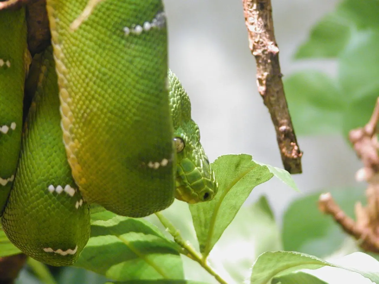 Emerald-Tree-Boa 02