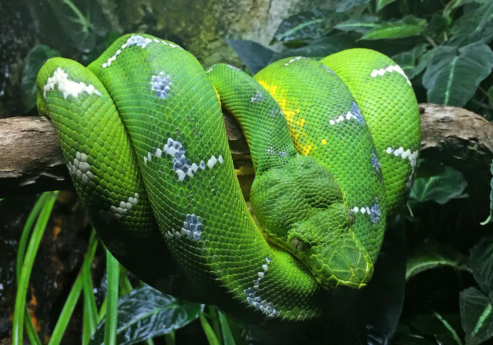 Emerald-Tree-Boa 03