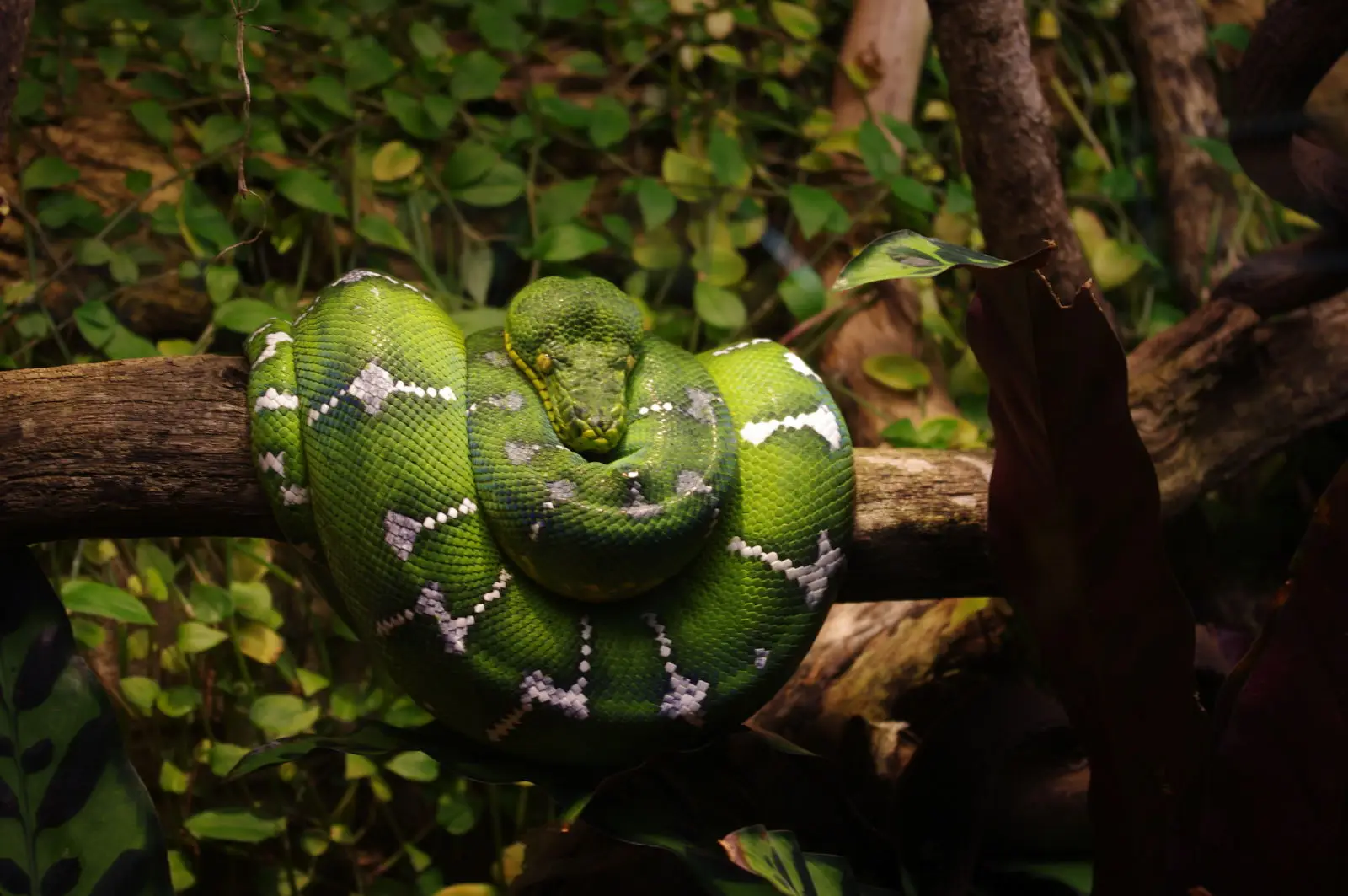 Emerald-Tree-Boa 04