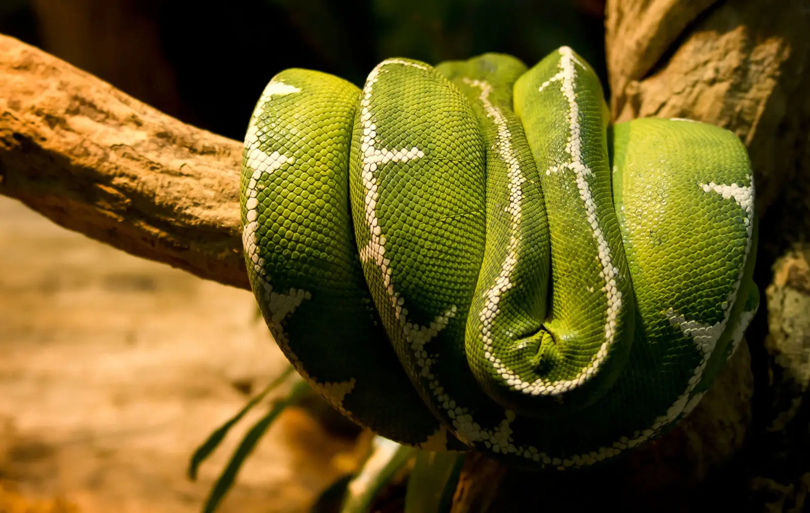 Emerald-Tree-Boa 05