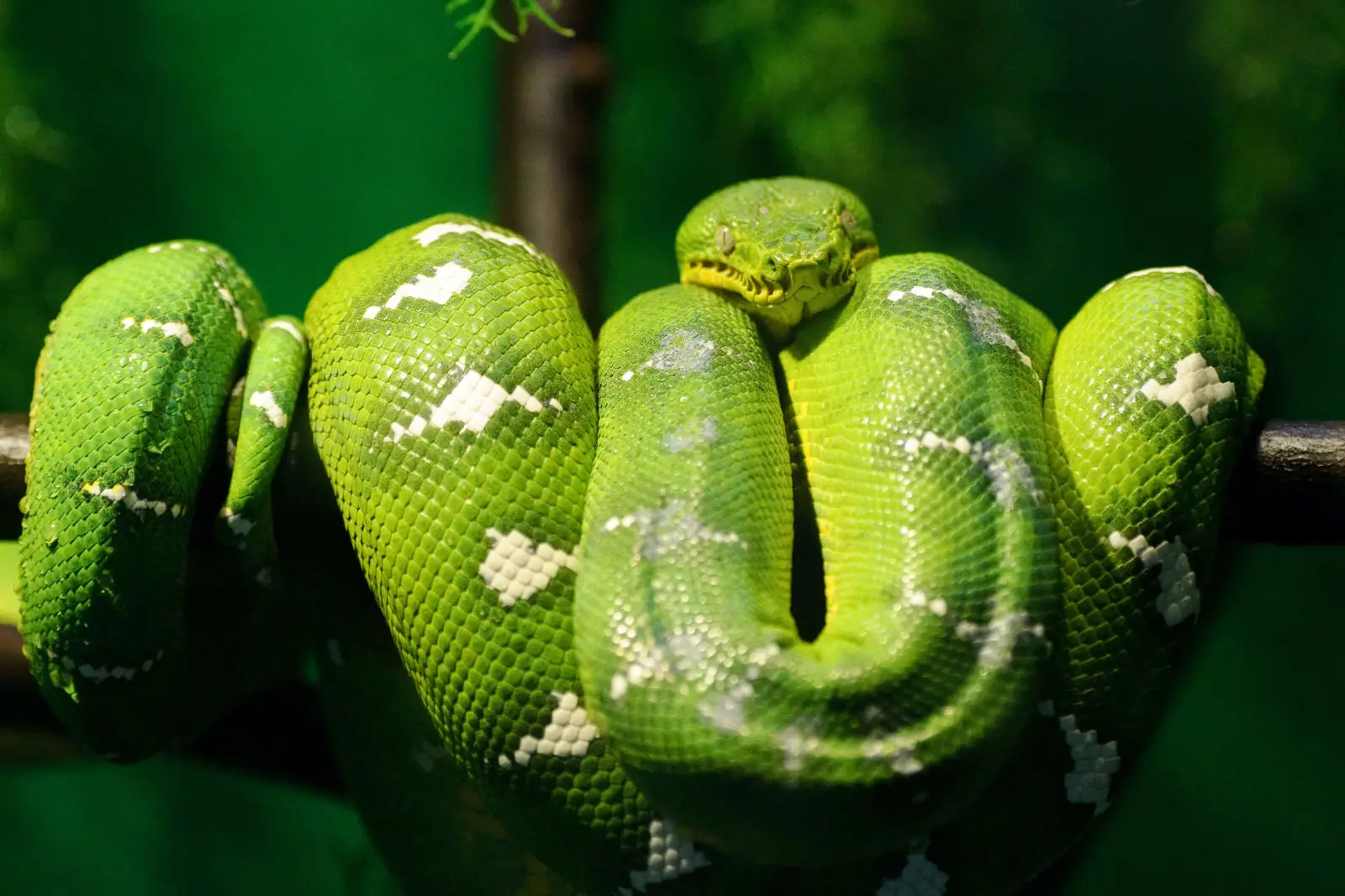 Emerald-Tree-Boa 06