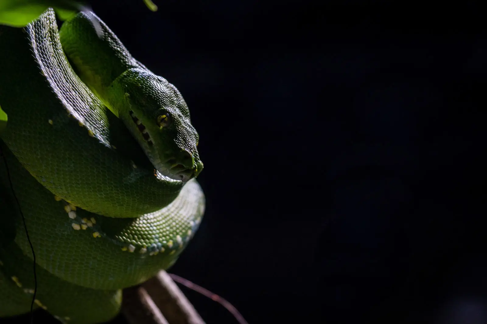 Emerald-Tree-Boa 07