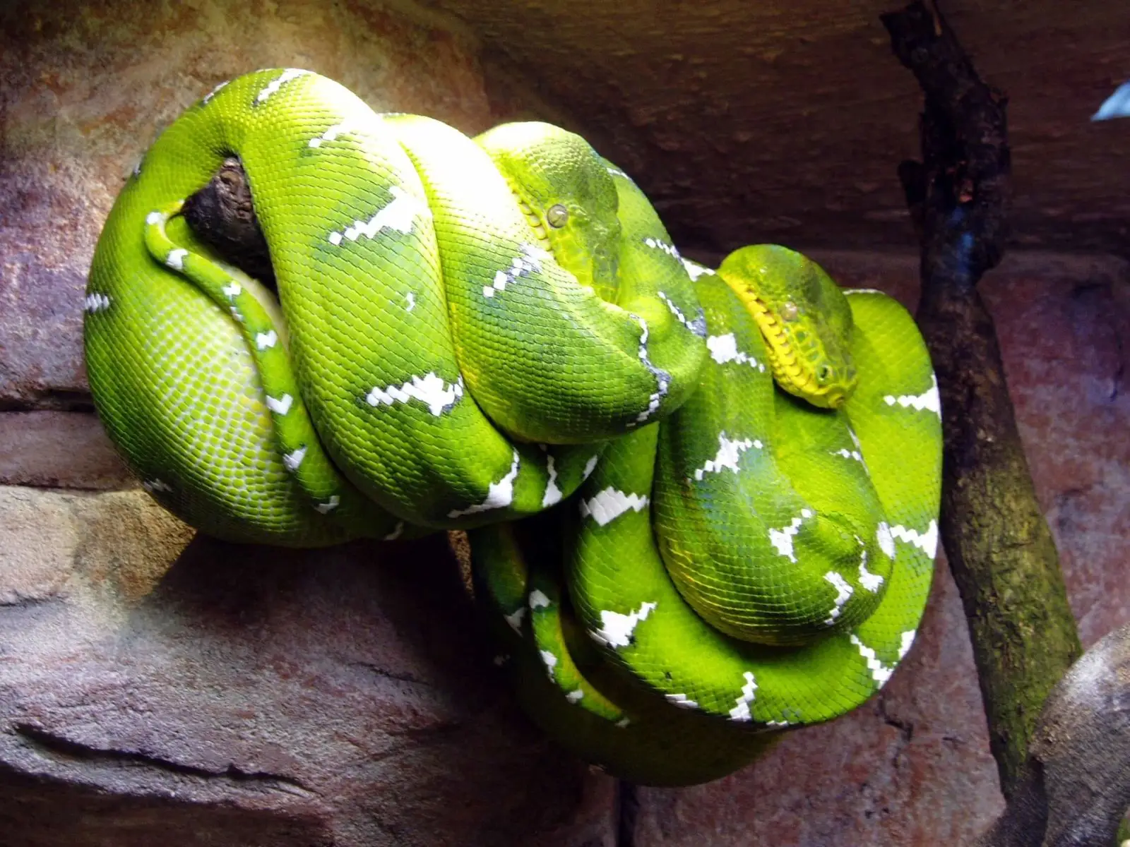 Emerald-Tree-Boa 08