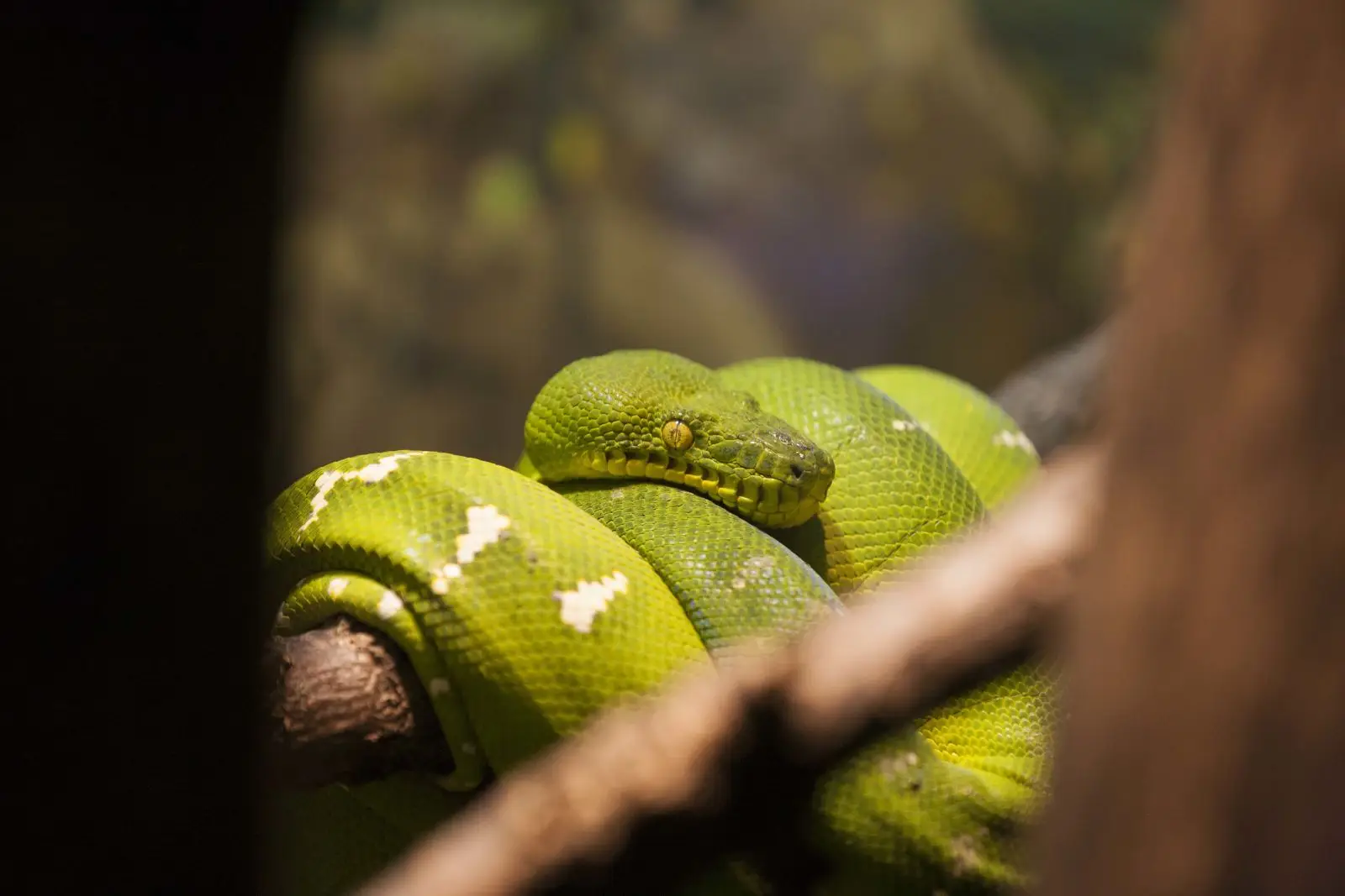 Emerald-Tree-Boa 09