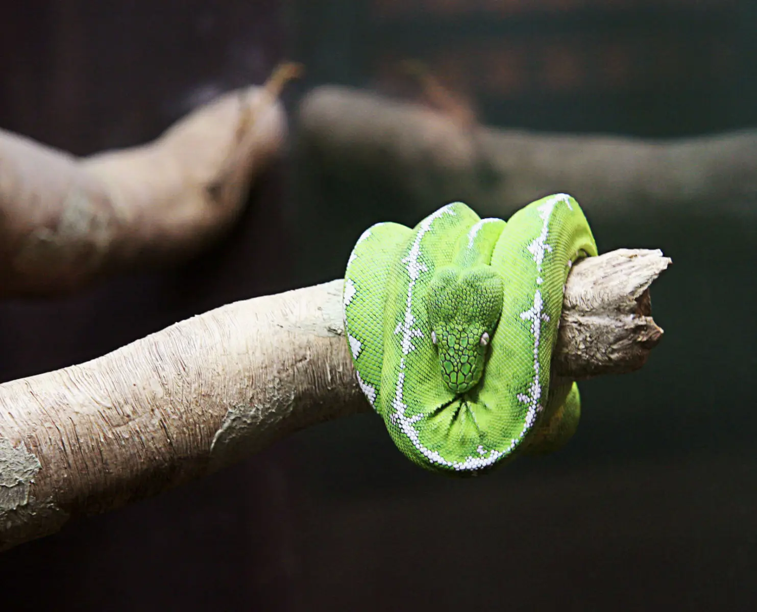 Emerald-Tree-Boa 10