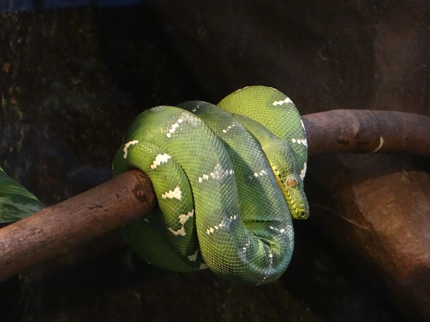 Emerald-Tree-Boa 11