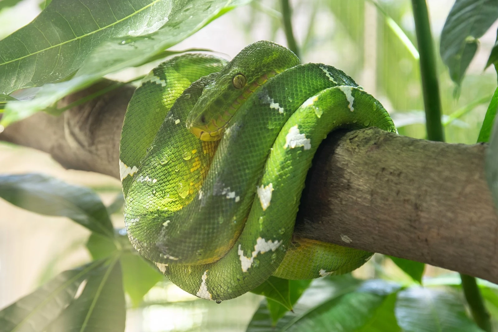 Emerald-Tree-Boa 12