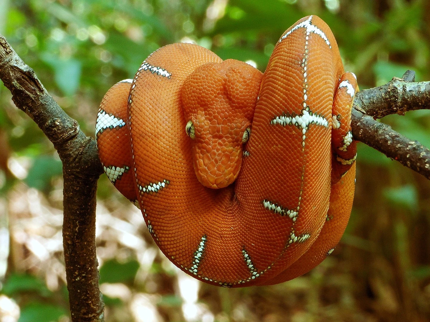 Emerald-Tree-Boa 13