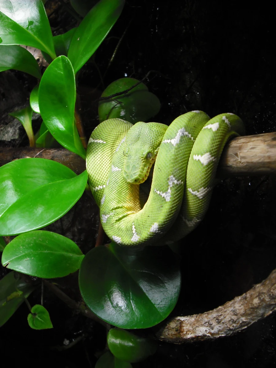 Emerald-Tree-Boa 14