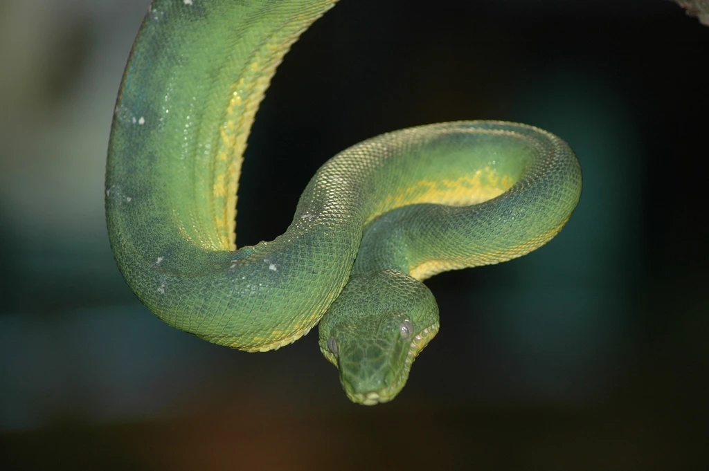Emerald-Tree-Boa 15